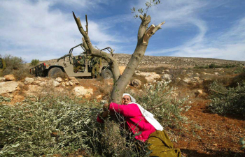 الاحتلال يقتلع مئات أشجار الزيتون ويهدم 3 مساكن في أريحا