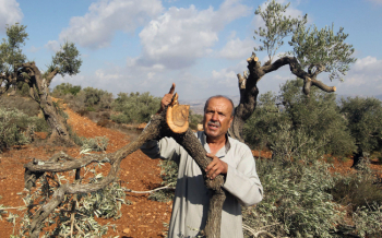 Settler Uproot 300 Olive Trees in the West Bank