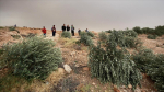 Fanatik Yahudi Yerleşimciler Filistinlilere Ait 600 Adet Zeytin Ağacını Kesti