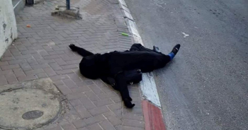 Une jeune Palestinienne assassinée par l’occupation israélienne à l’est de Jérusalem