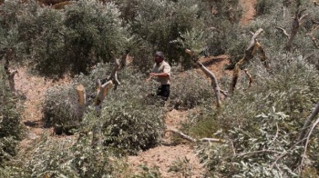 Fanatik Yahudi Yerleşimciler, İşgal Altındaki Batı Şeria’da Filistinlilere Ait 190 Adet Zeytin Ağacını Söktü