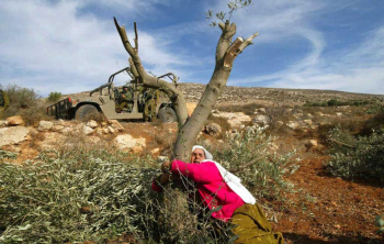 مستوطنون يقتلعون عشرات أشجار الزيتون شمال نابلس