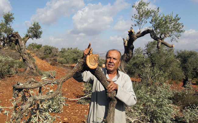 مستوطنون يقتلعون ويحطمون 300 شجرة زيتون برام الله